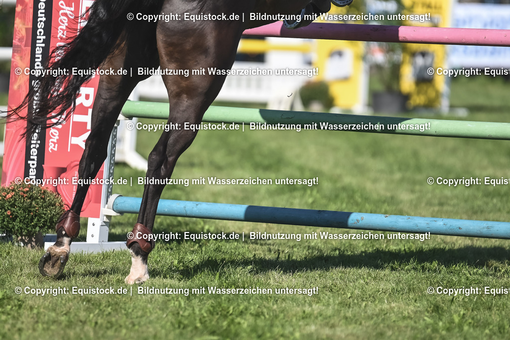 20230908_24_Springen_M_0049 | equistock