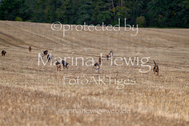 08-23 Bredeneek Jagd_MCH8837_Marina Hewig | Fotografie, FotoArt, PferdesportArt, Pferdesportfotografie, Landschaftsfotografie, Reisefotografie, Reise, Pferde - Realisiert mit Pictrs.com