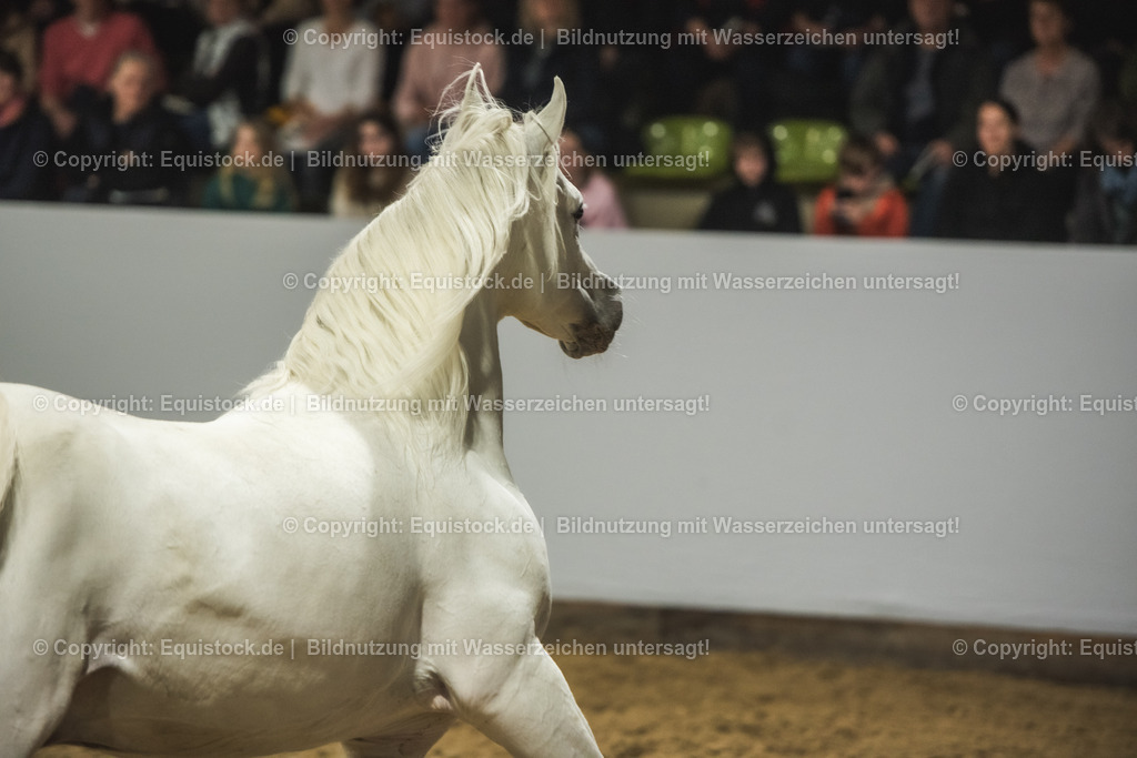 20240302_Hengstvorstellung_Marbach_TOMsPiC_1145 | equistock