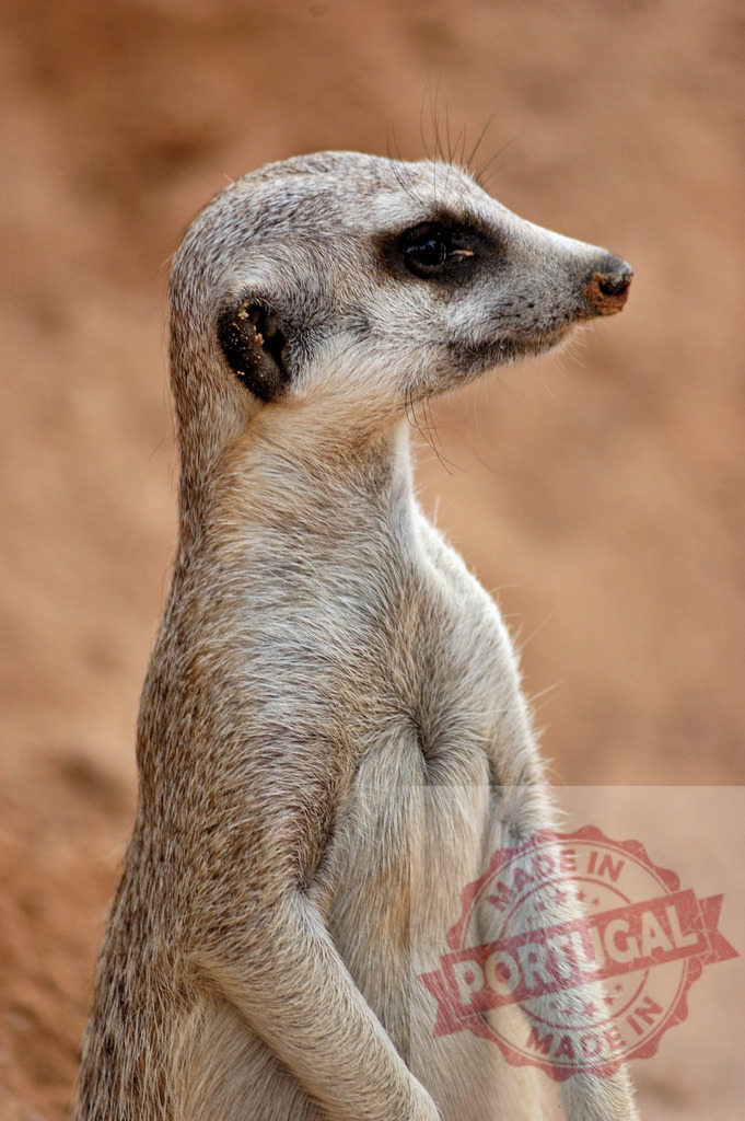 Meerkat standing sentinel on arid terrain watching | Meerkat standing on alert, looking into the distance, with tan background - Realized with Pictrs.com