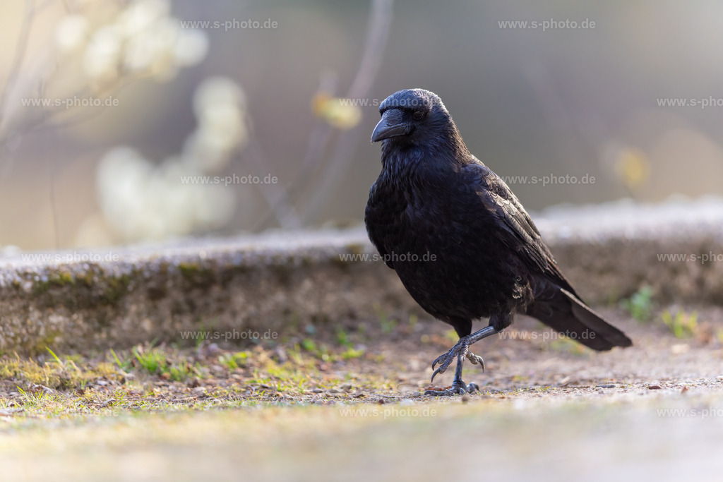 Krähe | Stolz marschiert sie vor der Kamera - Realisiert mit Pictrs.com
