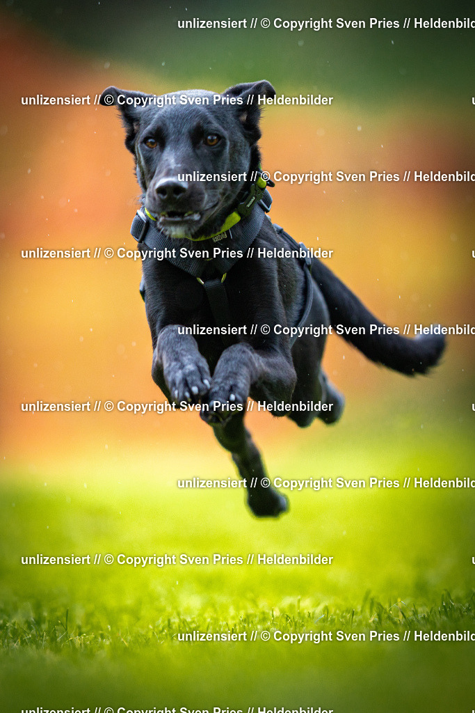 Sven Pries | 2025-09-21 - Hunderennen Baden-Oos - Realisiert mit Pictrs.com