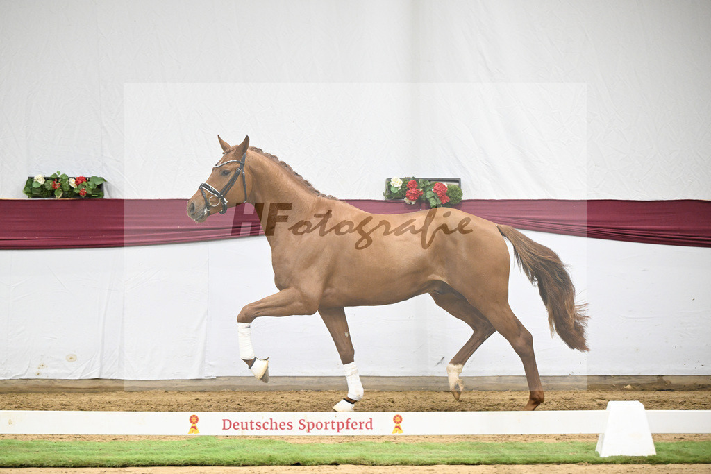 Kat-Nr. 134 Vitalis x Millennium_PBM Pfefferle GmbH_47254552 | hf-fotografie - Realisiert mit Pictrs.com