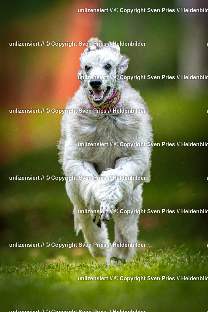 Sven Pries | 2025-09-21 - Hunderennen Baden-Oos - Realisiert mit Pictrs.com