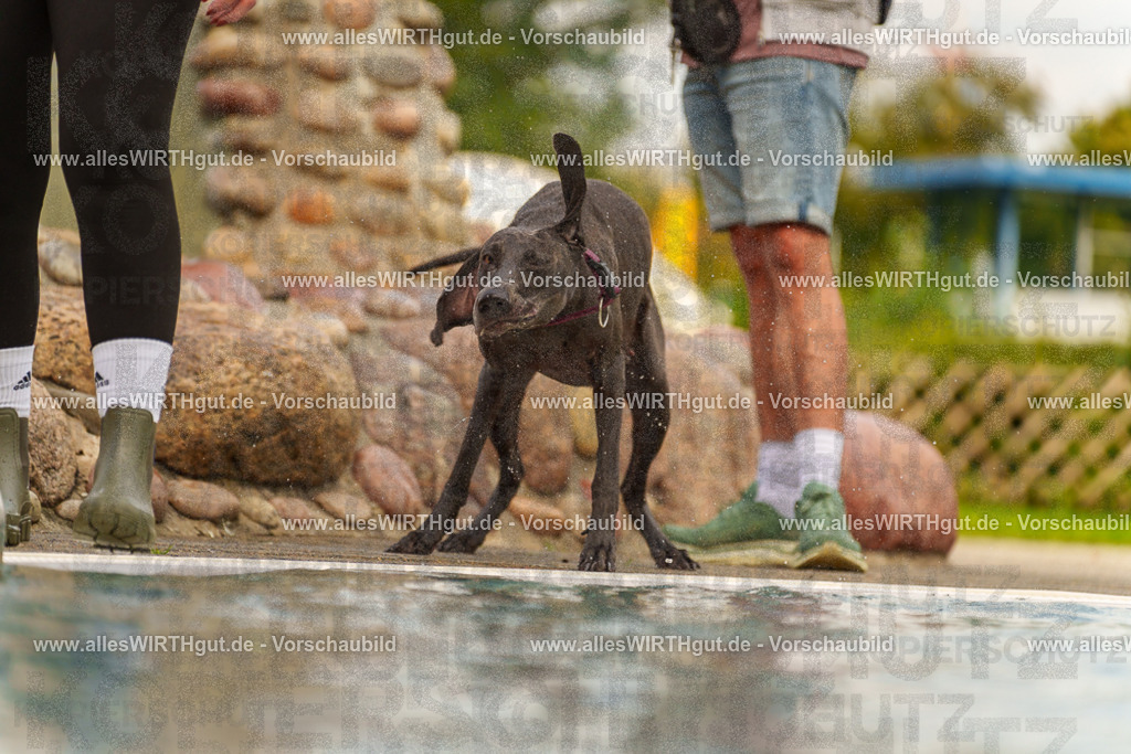 Hundeschwimmen_Grefrath_2026-allesWIRTHgut_Tierfotografie-11_09-7R503133 | Professionelle Tierfotografie in Mönchengladbach von Daniel Wirth (allesWIRTHgut). Liebevolle & natürliche Bilder von Hunden & Katzen für unvergessliche Erinnerungen.