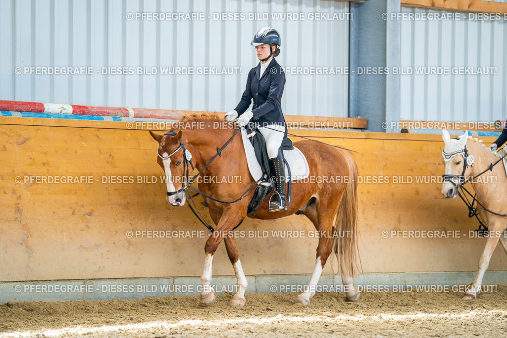 DSC08570 | Pferdegrafie