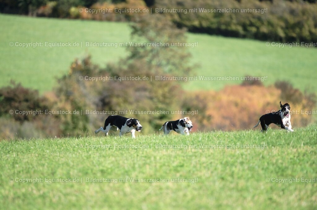 20251011_Jagd-Marbach_0370 | Foto: Thomas Hartig