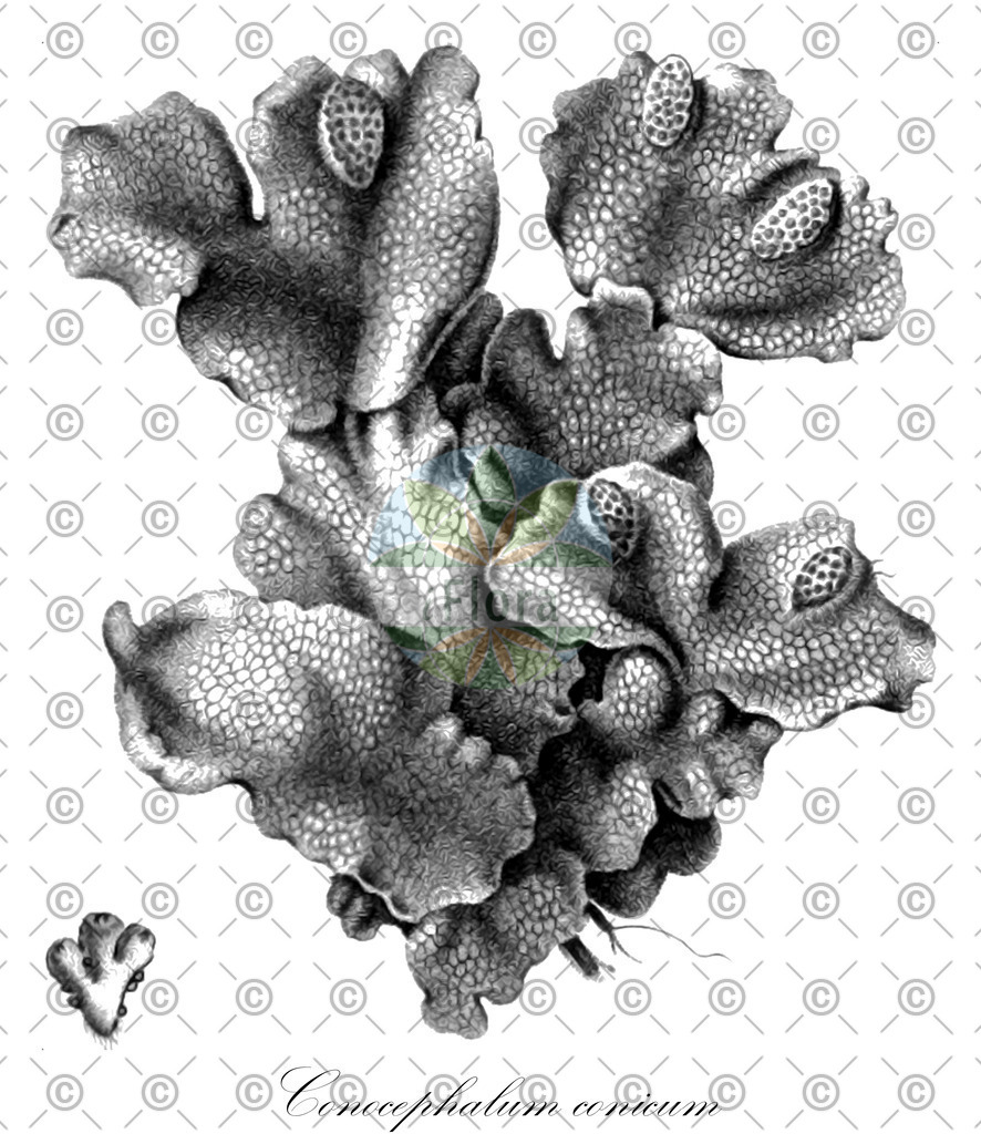 HistAbb_wfo-0001196279_2_ENZY_Simple | Historische Abbildung von Conocephalum conicum - Conocephalaceae | Historical Illustration of Conocephalum conicum - Conocephalaceae