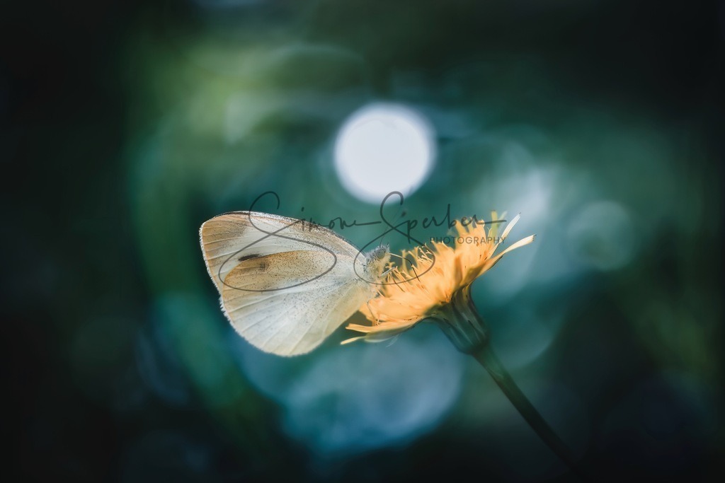 Kohlweißling auf Blume | Simone Sperber, svb-photography,Fotografin,Bilddesignerin,Naturfotografie,Macrofotografie,Tierfotografie,Wildtierfotografie,Ausstellungen,Auftragsfotografie,Kunst,Art,Photographer,Shootings,Bildberatbeitung,Galerie,Shop