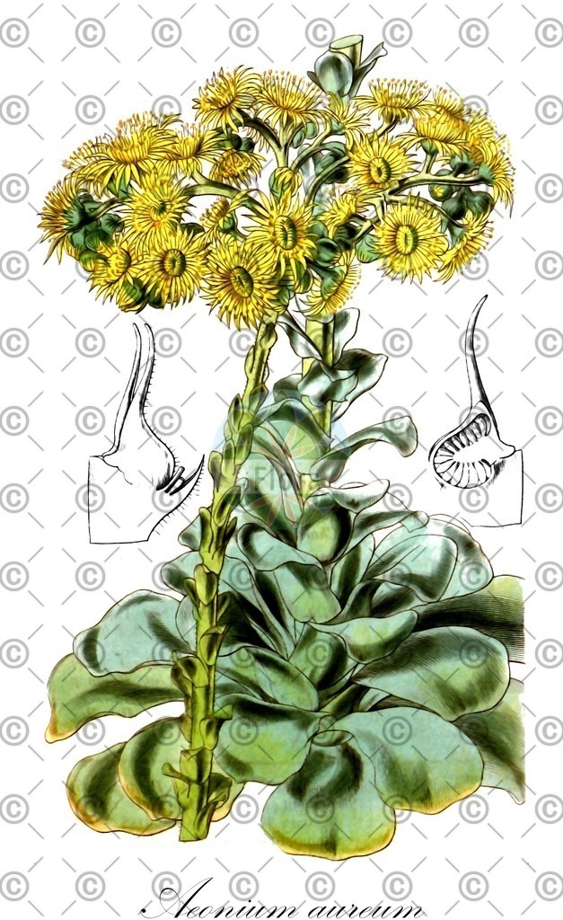 HistAbb_wfo-0000521611_1_ENZY_Simple | Historische Abbildung von Aeonium aureum - Crassulaceae | Historical Illustration of Aeonium aureum - Crassulaceae