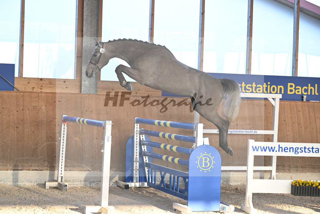 Kat-Nr. 40 Earendel PMZ v. Eldorado v d Zeshoek_Pobitzer_14262228 | hf-fotografie - Realisiert mit Pictrs.com
