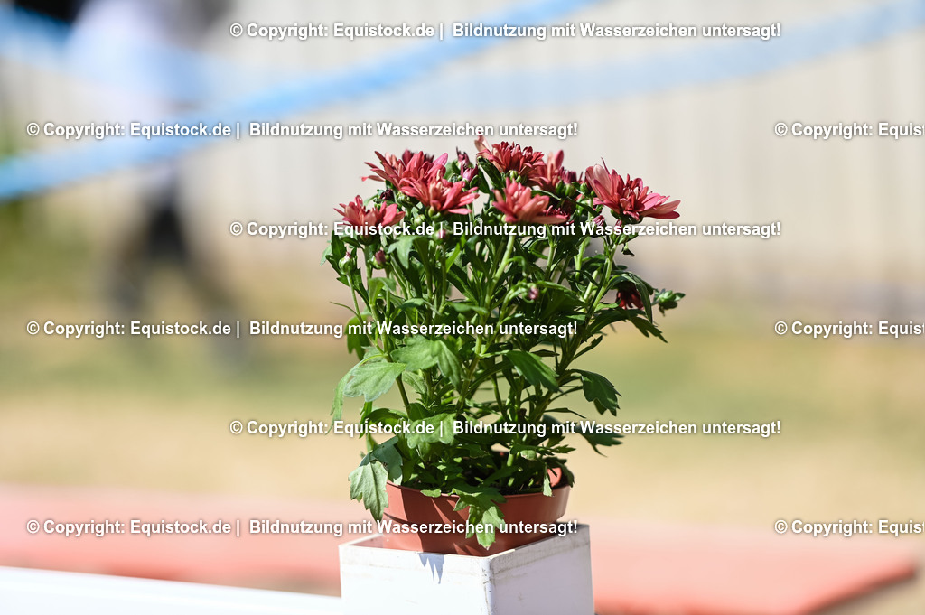 20230715_07_Dressurpferdeprfg. Kl.L_0199 | equistock