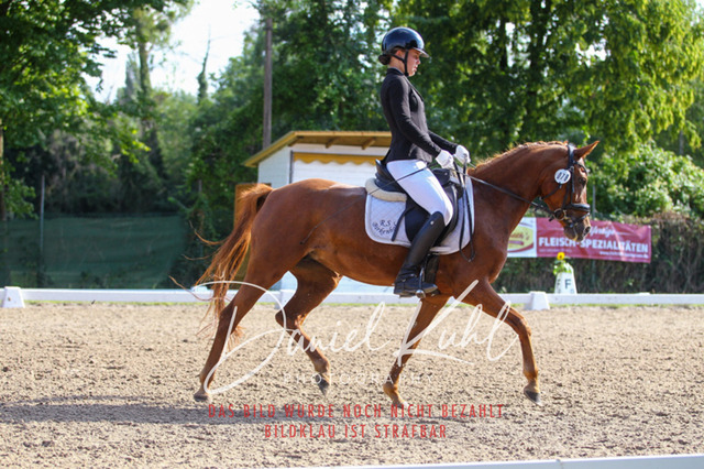 DKP43083 | Turniersportfotografie; Pferdefotografie; Dressurfotografie