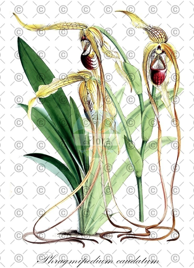HistAbb_wfo-0000491540_1_ENZY_Simple | Historische Abbildung von Phragmipedium caudatum - Orchidaceae | Historical Illustration of Phragmipedium caudatum - Orchidaceae