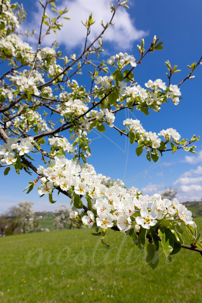 Birnbaumblütenzweig | Bei Veröffentlichung des Bildes ist eine Namensnennung wie folgt erforderlich: 
Foto: Mostdirn Irmgard Wieser
 - Realisiert mit Pictrs.com