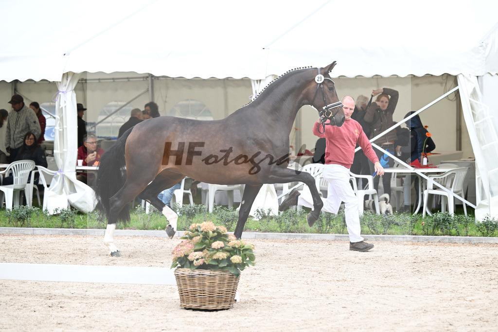 Kat-Nr. 29 Vjera_Gestuet Greim_49220986 | hf-fotografie - Realizzato con Pictrs.com