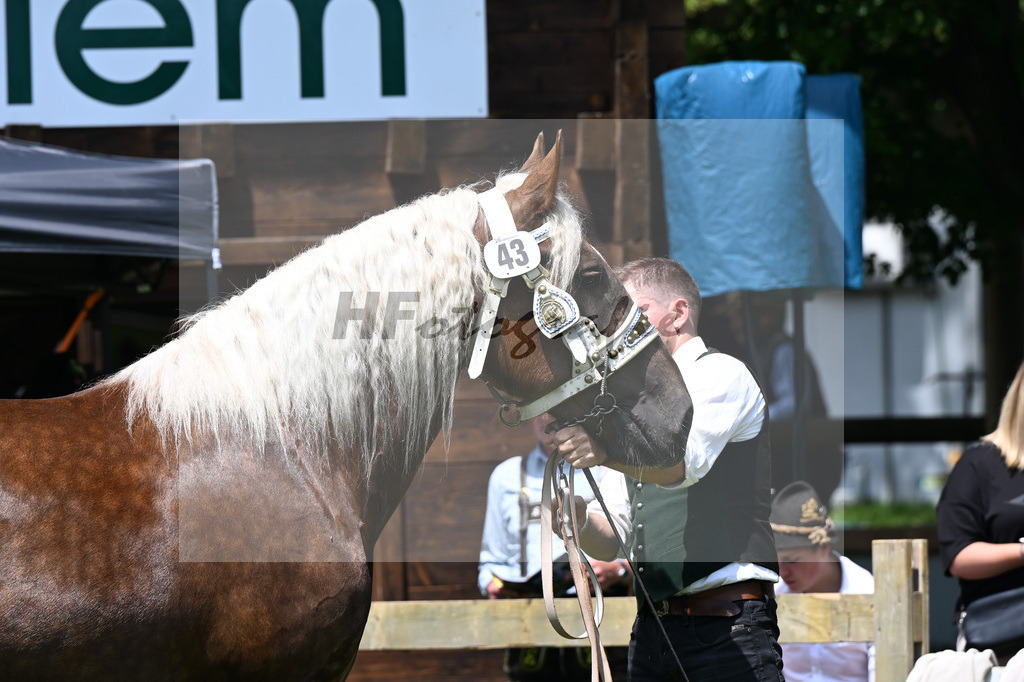 Kat-Nr. 43 Pikora v. Salvator II_Laumer_22240747 | hf-fotografie - Realizzato con Pictrs.com