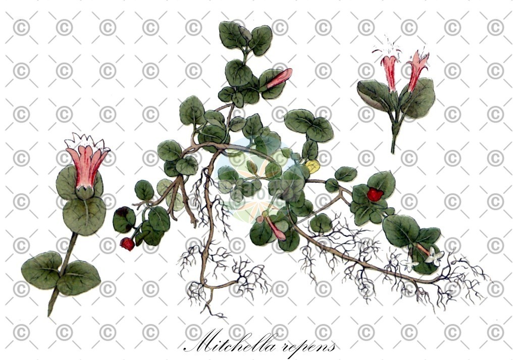 HistAbb_wfo-0000244938_1_ENZY_Simple | Historische Abbildung von Mitchella repens - Rubiaceae (Kriechende Rebhuhnbeere) | Historical Illustration of Mitchella repens - Rubiaceae