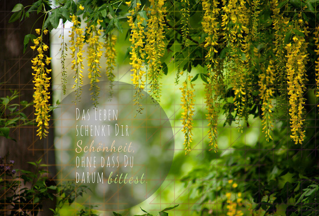 September_Goldregen | Schöne Postkarten, Kalender und Fotogeschenke für verschiedene Anlässe online kaufen – Urlaubskarten, Geburtstagskarten, Karten, Polaroids und Geschenke zu Weihnachten, Ostern, Muttertag, Valentinstag oder zur Hochzeit - Realisiert mit Pictrs.com