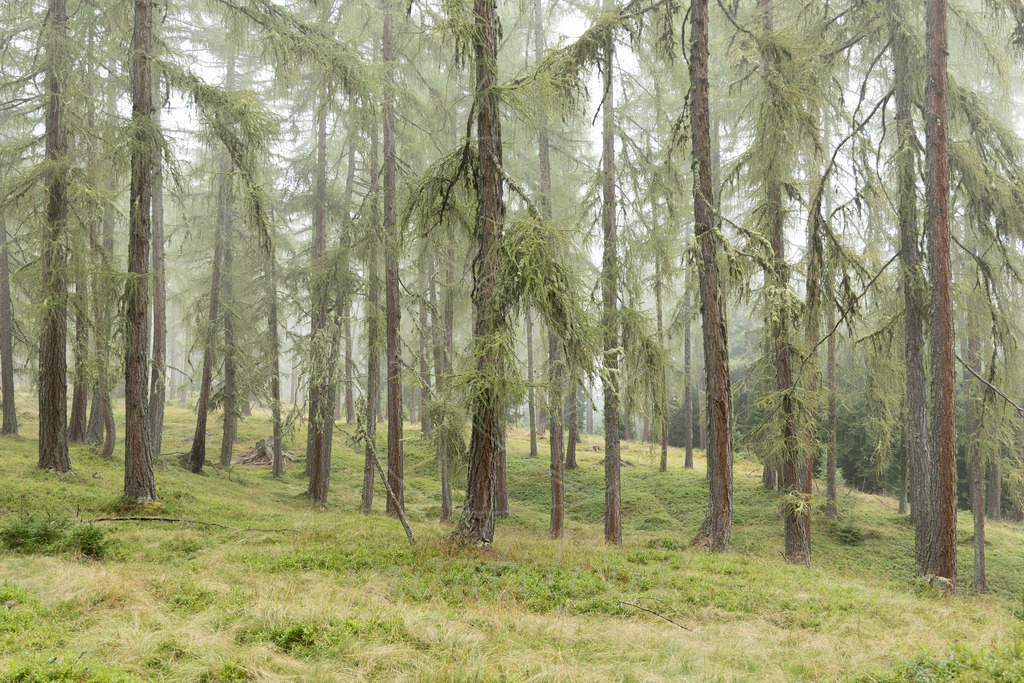 Lärchennebel | Ihre Fotografin im Lungau, ihre Fotografin im Mostviertel, Wandbilder Onlineshop, Imagefotos für Ihr Unternehmen,  - Realisiert mit Pictrs.com