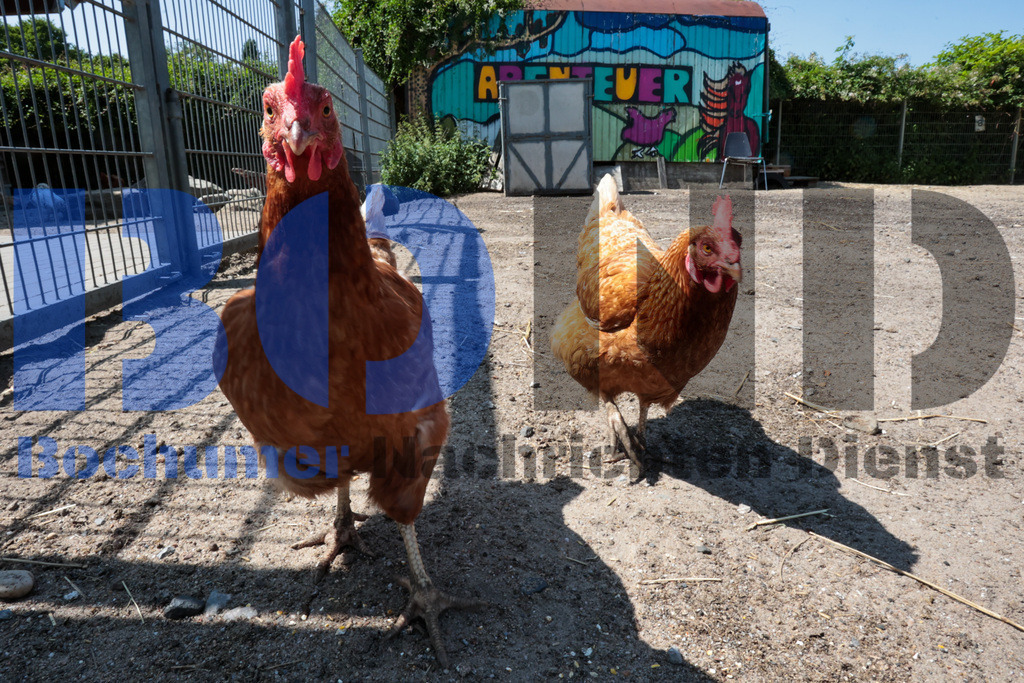 SES_BOCFER20250612-1 | bond - Realisiert mit Pictrs.com