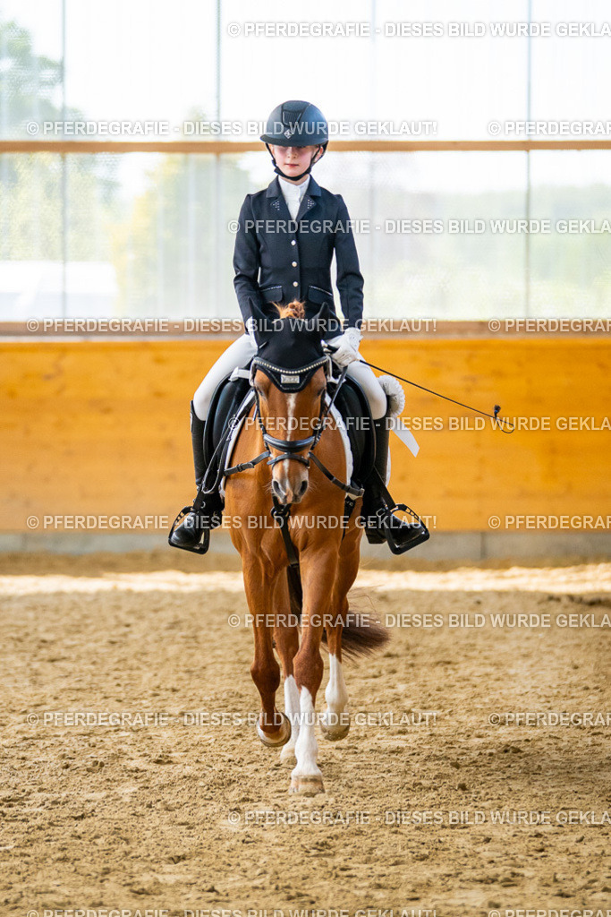 DSC01526 | Pferdegrafie