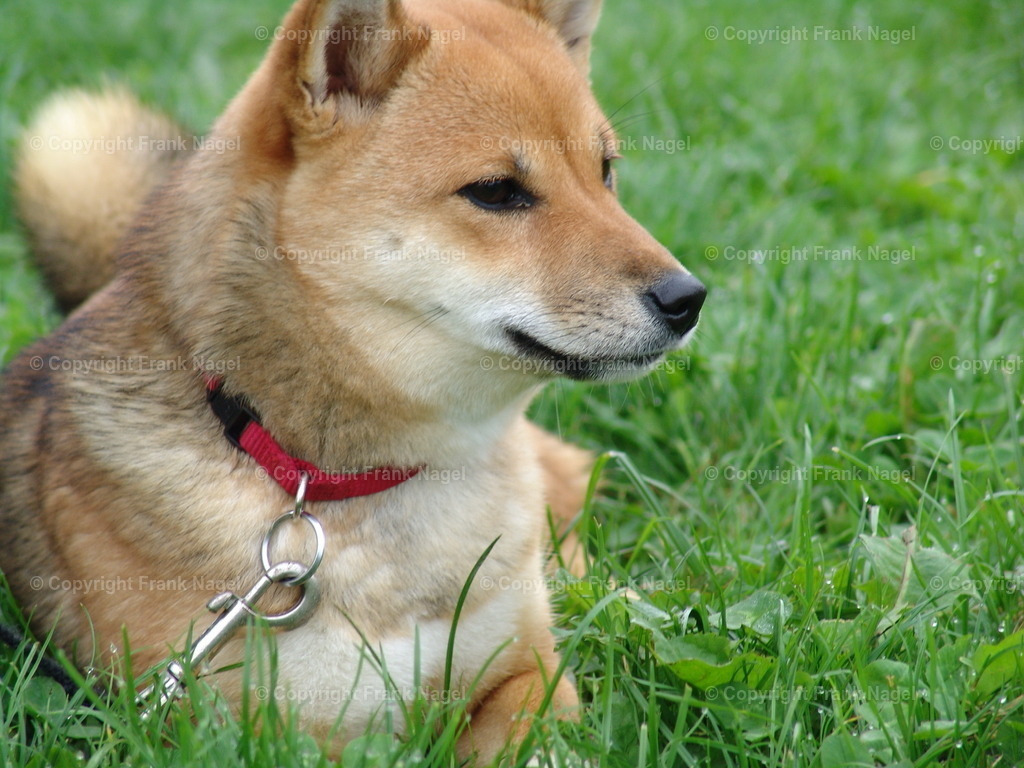 Hund Shiba Inu | Der Shiba Inu in seiner stolzen und schönen Art ist ein ausgesprochen anspruchsvoller Hund, der viel Liebe und Treue zurückgibt. Für ein Stück Käse gibt er alles. - Realisiert mit Pictrs.com