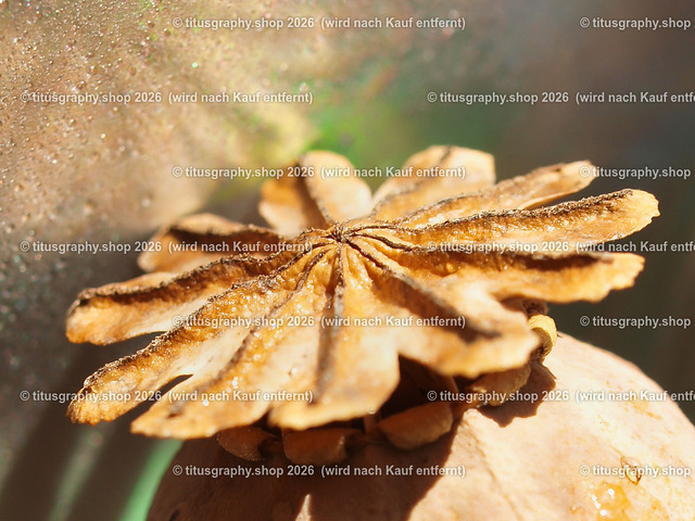titusgraphy_P1063807-vz-ln-a-q | titusgraphy-shop: Geschenkideen mit Qualitätsfotos. titusgraphy-shop: gift ideas with quality photos. titusgraphy-shop: idées cadeaux avec photos de qualité.  - Realisiert mit Pictrs.com