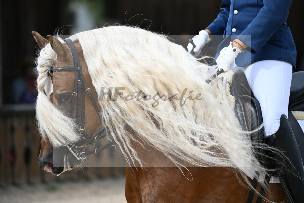 Haflinger in der Arbeit_36240533 | hf-fotografie - Realisiert mit Pictrs.com