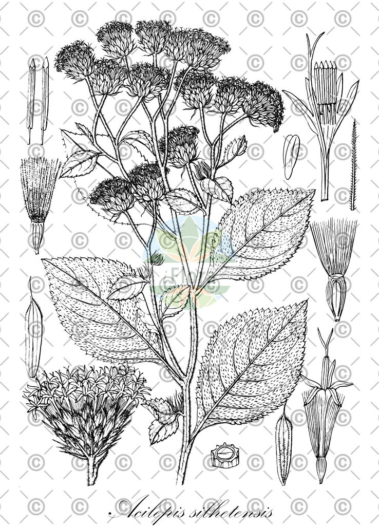 HistAbb_wfo-0000038439_1_ENZY_Simple | Historische Abbildung von Acilepis silhetensis - Asteraceae | Historical Illustration of Acilepis silhetensis - Asteraceae