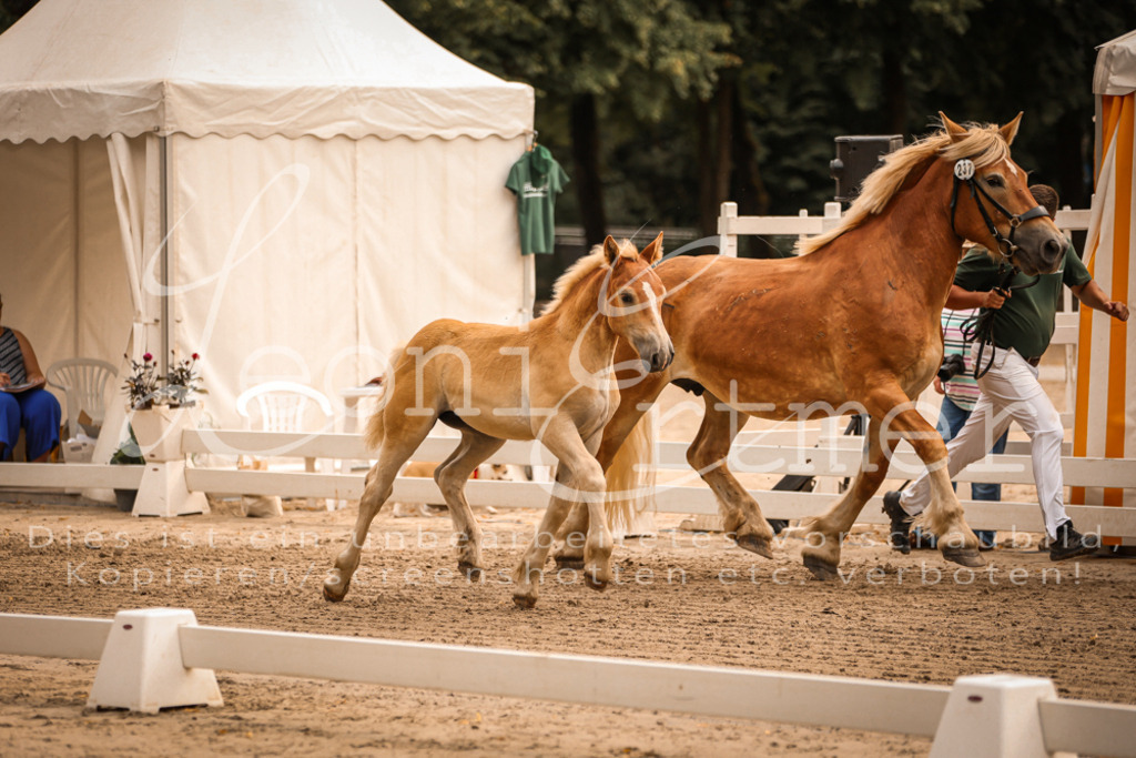 SaSF00102 | Leoni Ertmer Photography - Realisiert mit Pictrs.com