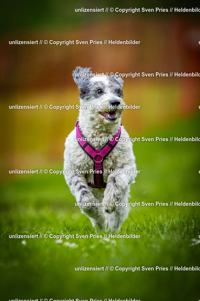 Sven Pries | 2025-04-13 - Hunderennen Baden-Baden - Realisiert mit Pictrs.com