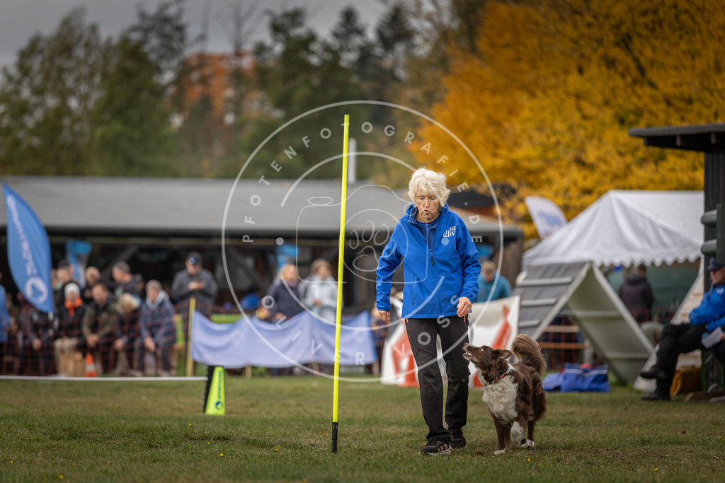 Pfotenfotografie_DV3A5679 | Hundefotografie, Tierfotograf, Pfotenfotografie, Fotoshooting Hund, Hunde Portrait, Hundesport, Hundeportraits, Heideshooting, Hunde, Sportfotograf, Hundefotograf, Turnierhundsport, THS,  - Realisiert mit Pictrs.com