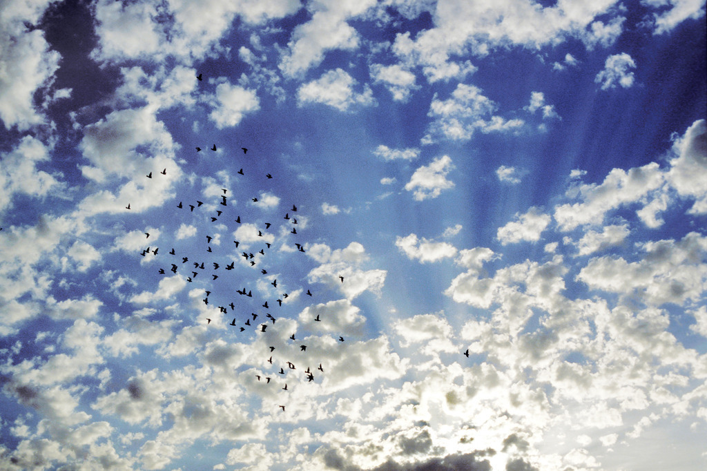 WolkenWort 31_Zugwolken | Wolkenwort # 31
Eijne Schar Moewen vor Schaefchenwolken der aufgehenden Sonne, Arinaga, Gran Canaria, Islas Canarias, Januar 2002
Fotoausstellung WOLKENWORTE, Oberbank Salzburg, Alter Markt 4, 30.5.-30.6.2006. Eine veranstaltung der Europagesellschaft, Salzburg