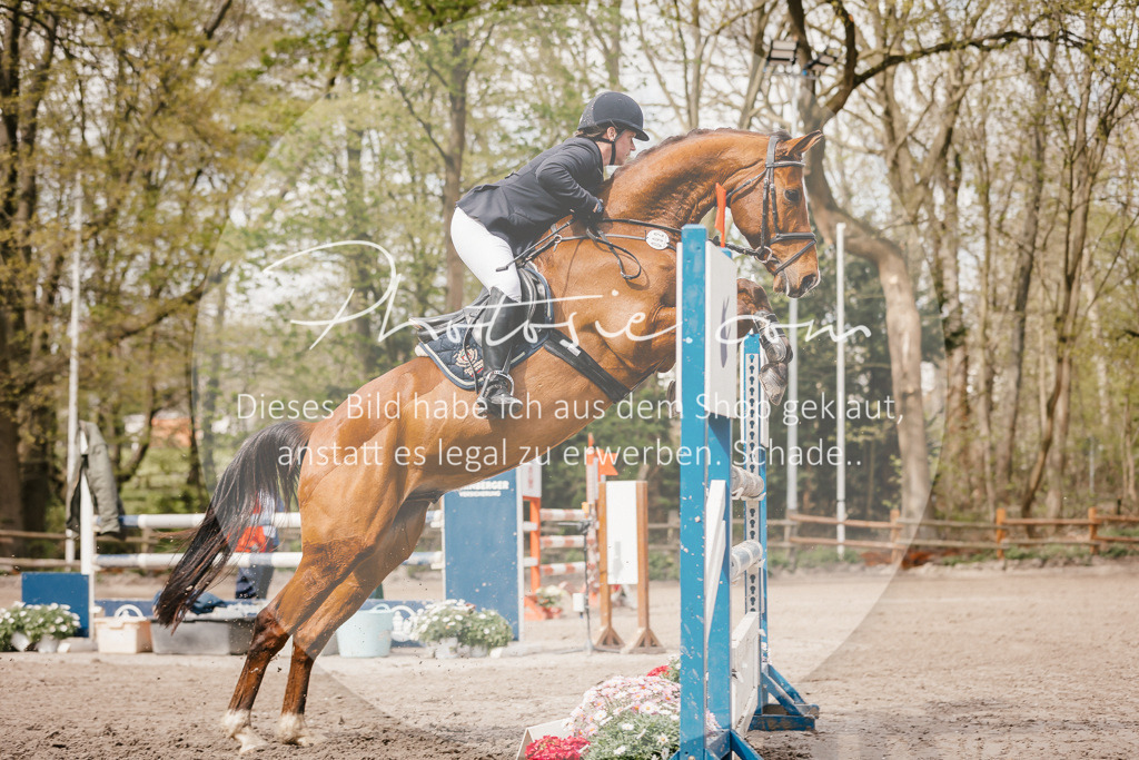 3I6A4224 | Stimmungsvolle Portraits und Reitsportfotografie im Ruhrgebiet und im Münsterland.

Pferdefotografie, Hundefotografie, Tierfotografie, Reportagen, Portraits von Tier und Mensch, Turnierfotografie in Bochum, Recklinghausen, Marl, Haltern am See, Dülmen.. - Realisiert mit Pictrs.com