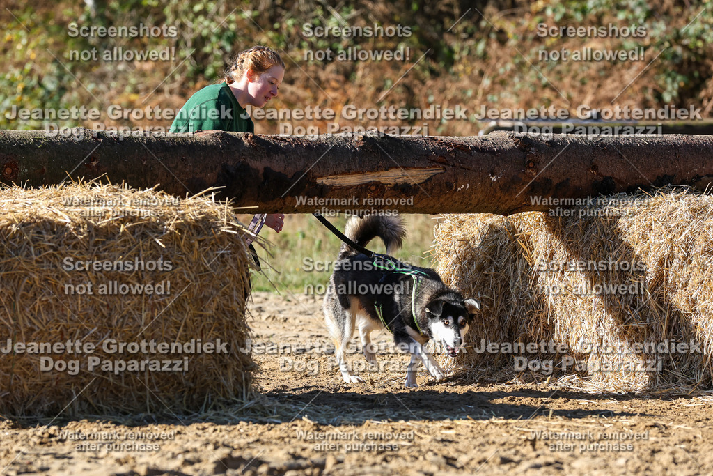 Dog Paparazzi - Strongdog 10-25-2680 | Dog Paparazzi Jeanette Grottendiek Fotografie & Videografie - Realisiert mit Pictrs.com