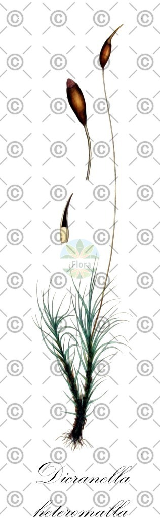 HistAbb_wfo-0000646208_1_ENZY_Simple | Historische Abbildung von Dicranella heteromalla - Dicranellaceae | Historical Illustration of Dicranella heteromalla - Dicranellaceae