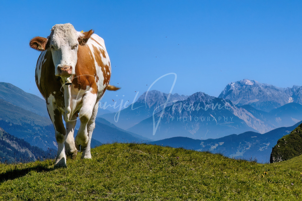 Kuh | Kuh im Tiroler Oberland