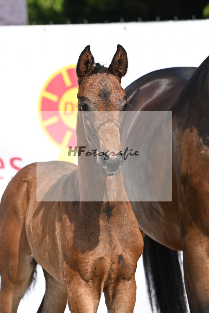 Sane x Fuerst Romancier_SF_Fritz_12250056 | hf-fotografie - Realisiert mit Pictrs.com