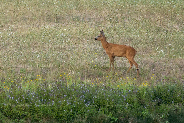 202231 | Tierfotografie, Tierkalender, Tierbilder, Insekten, Spinnen, Vögel, Schmetterling, Libellen, Leinwand, Colorkey, Qualität, Geschenkartikel, Geschenk - Realisiert mit Pictrs.com