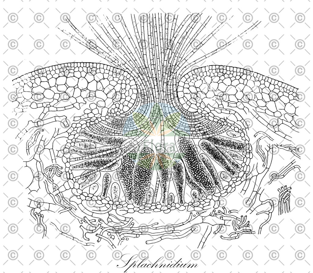 HistAbb_wfo-0001190467_1_ENZY_Simple | Historische Abbildung von Splachnidium - Splachnidiaceae (0) | Historical Illustration of Splachnidium - Splachnidiaceae (0)