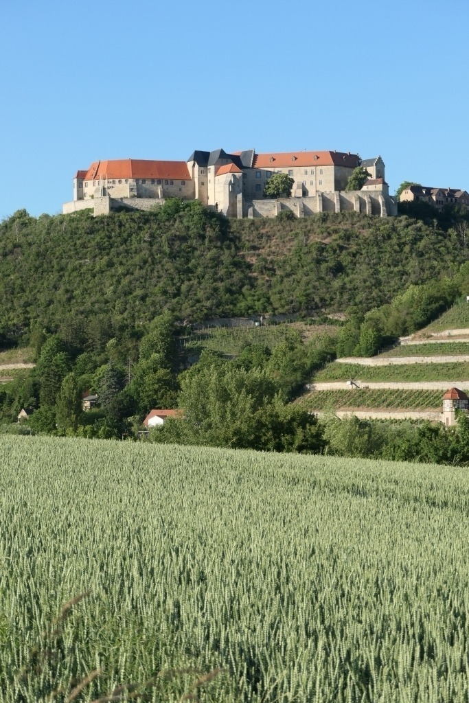 Schloss Neuenburg oberhalb von Freyburg/Unstrut | Das Foto zeigt den Blick auf die historische Neuenburg, die hoch über der Stadt Freyburg (Unstrut) thront. Die mächtige Burganlage erhebt sich auf einem bewaldeten Höhenzug und prägt mit ihren Türmen, Mauern und historischen Gebäuden eindrucksvoll das Landschaftsbild. Im Vordergrund erstrecken sich Getreidefelder und Weinberge, während die Burg als markanter Blickfang über allem steht. Das Sonnenlicht hebt die hellen Fassaden und die historischen Steinmauern hervor und verleiht der Anlage eine besondere Ausstrahlung. Die Aufnahme vermittelt die Verbindung von Natur, Geschichte und Kulturlandschaft. Der erhöhte Standort der Burg lässt ihre einstige strategische Bedeutung erkennen, während die ruhige Umgebung und die weiten Ausblicke eine eindrucksvolle Atmosphäre schaffen. Das Bild wirkt zugleich majestätisch und einladend und zeigt eines der bekanntesten Wahrzeichen der Region. - Realisiert mit Pictrs.com