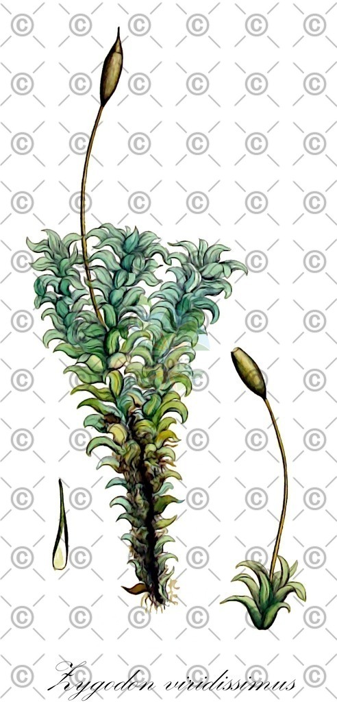 HistAbb_wfo-0000429730_1_ENZY_Simple | Historische Abbildung von Zygodon viridissimus - Orthotrichaceae | Historical Illustration of Zygodon viridissimus - Orthotrichaceae