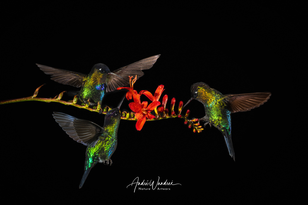 Leuchtende Farben | Andre Wandrei - Nature Artworx - Realisiert mit Pictrs.com