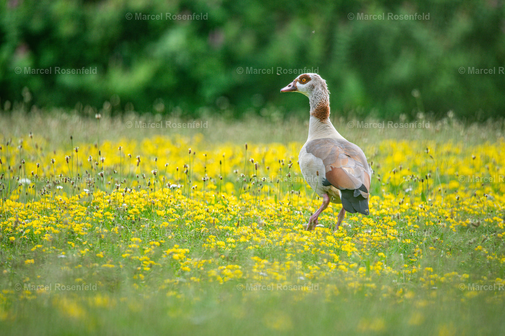 _DSC5756 | foto-rosenfeld
