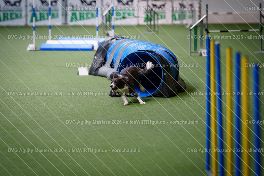 allesWIRTHgut_Tierfotografie-DVG_Agility_Masters_2026-10_35-7R500753 | Professionelle Tierfotografie in Mönchengladbach von Daniel Wirth (allesWIRTHgut). Liebevolle & natürliche Bilder von Hunden & Katzen für unvergessliche Erinnerungen.