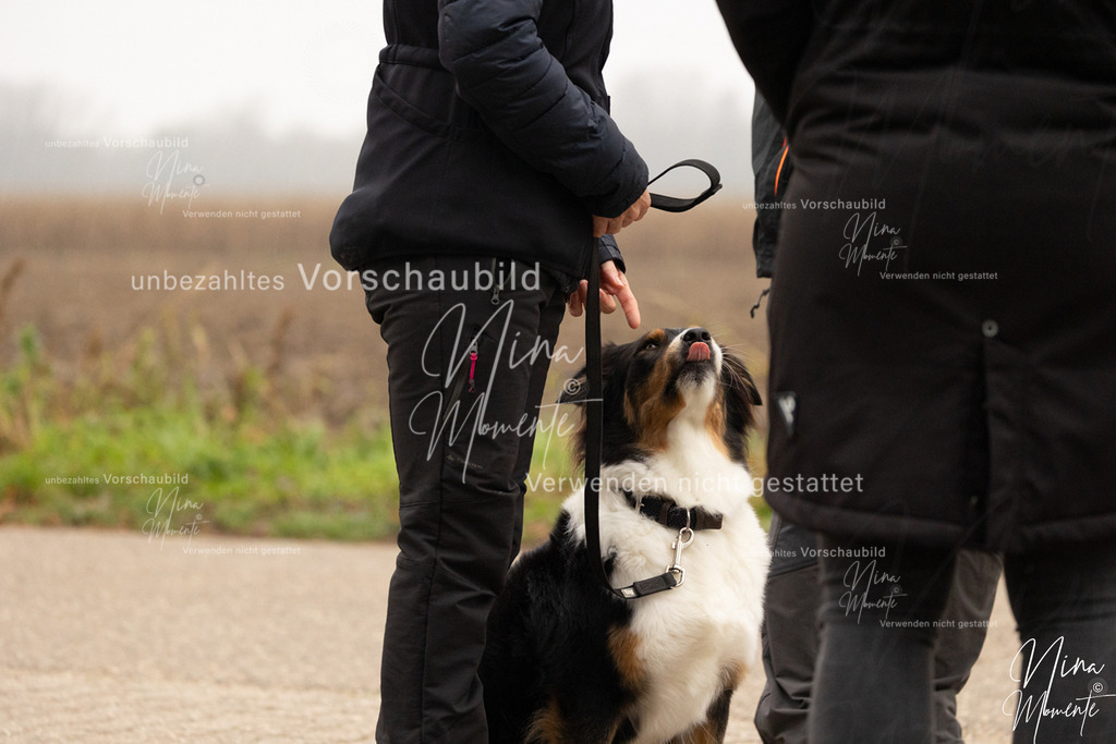 _16A0487 | Einzigartige Fotos von Hunden & Menschen –Actionfotos, Portraits, Vereinsaufnahmen & Paarshootings – authentisch, lebendig & mit Herz.
