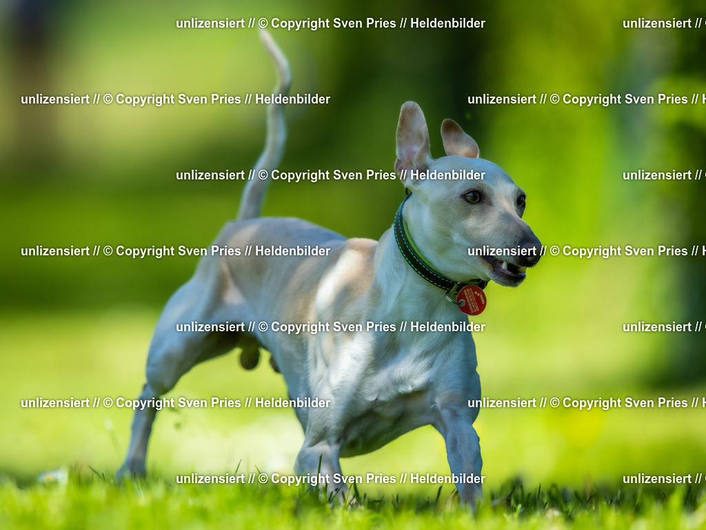 Hunderennen_April_2026_292 | 2026-04-26 - Hunderennen Baden-Oos April 2026 - Realisiert mit Pictrs.com