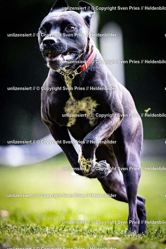 Sven Pries | 2025-10-03 - Hunderennen Obergrombach - Realisiert mit Pictrs.com