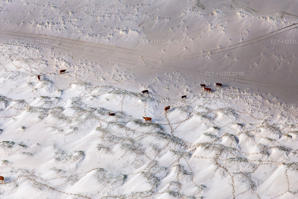 Aerial view: Sandy beach landscape along the coastline of the North Sea in Fanø in Fanø in the state South Denmark, Denmark.Photo: IMG_118598.jpg taken on 09/21/2019 by Werner Riehm/FLY-FOTO.comResolution of the original: 5472 x 3648 px